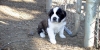 very-lovely-saint-bernard-puppies-