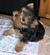 TEACUP YORKIE PUPPIES FOR ADOPTION