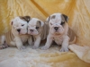 English bulldog puppies for sale