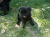 cute pug puppies for adoption